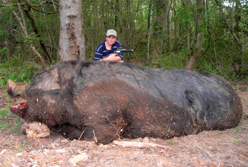 big_hog_hogzilla_pig_hunting_biggest.jpg