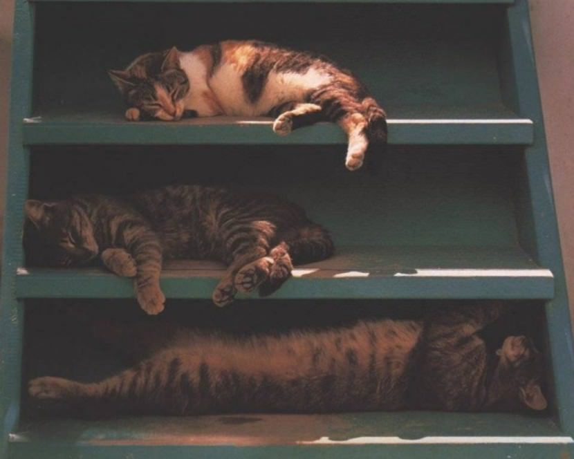 cats in sleep