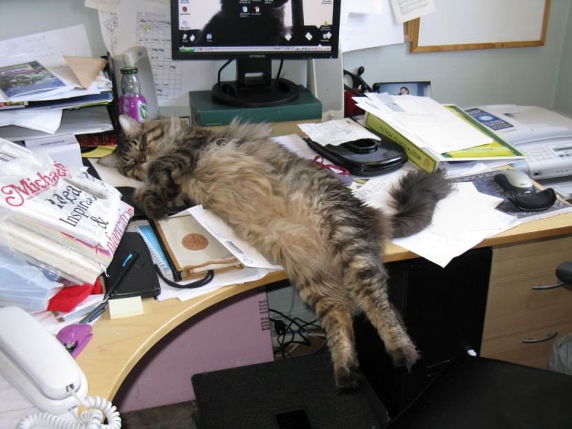 desk cat kitten sleeping