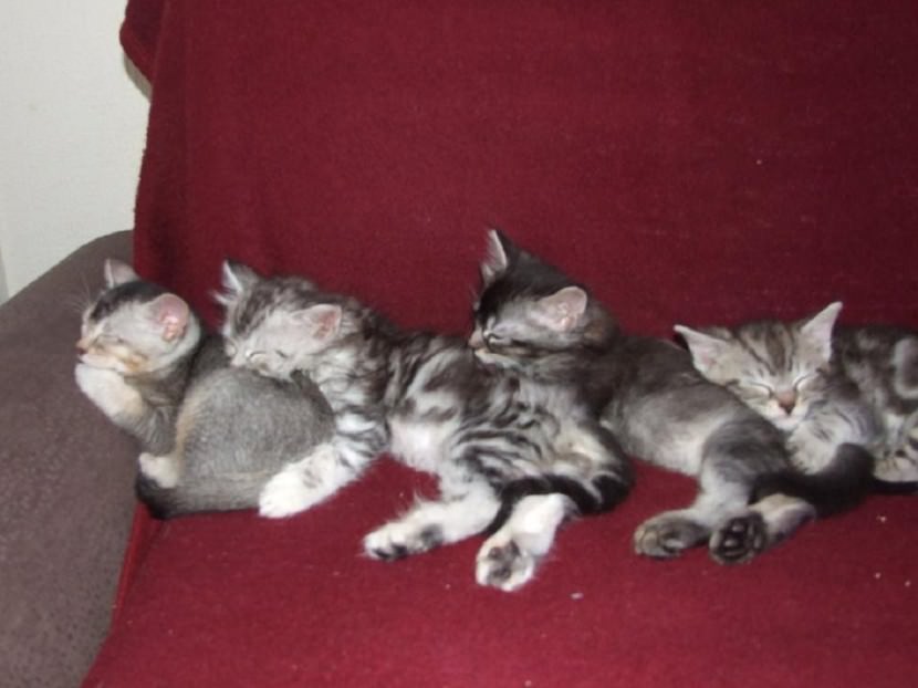 funny sleeping cats
