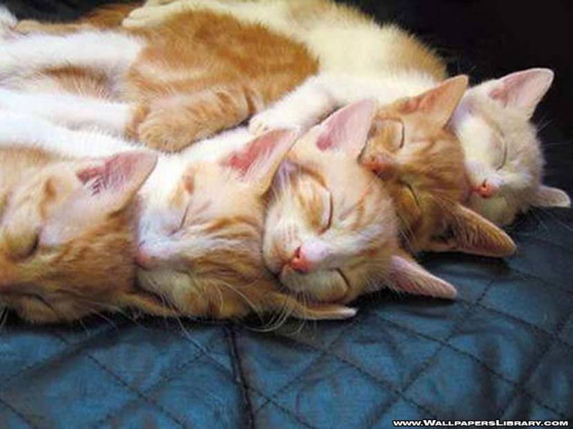 sleeping cats wallpaper funny