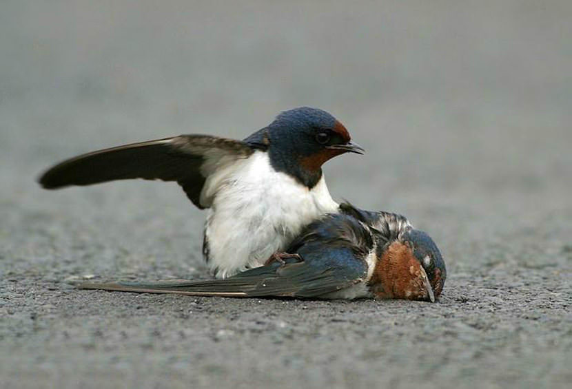 What is Love? A True Animal Love Story