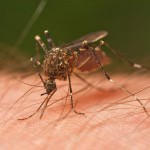 Desktop Tools And 9 High Frequency Mosquito Sounds