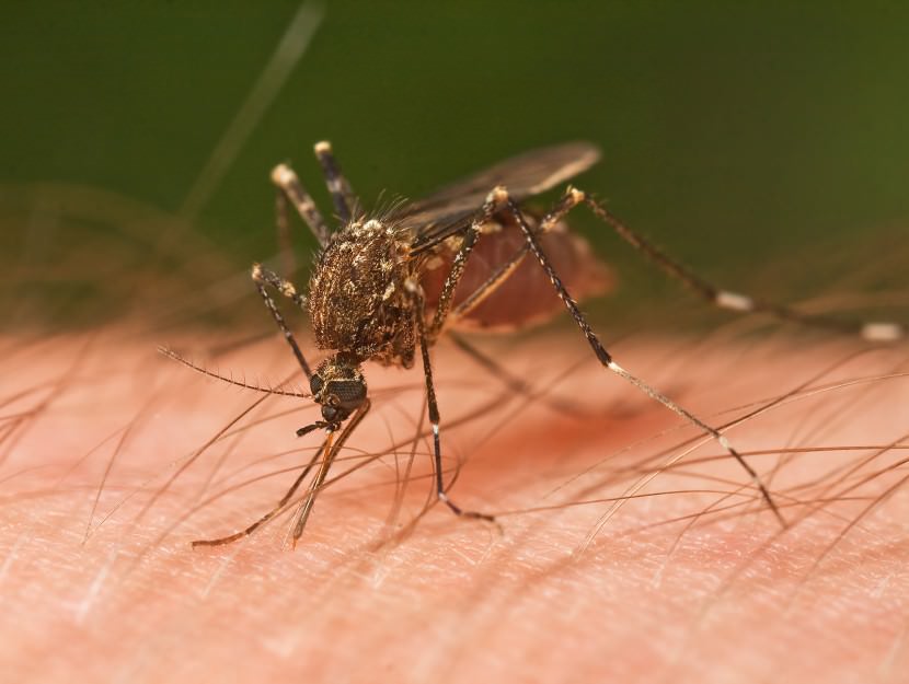 9 High Quality Anti Mosquito Ringtone, Repellent Device and System