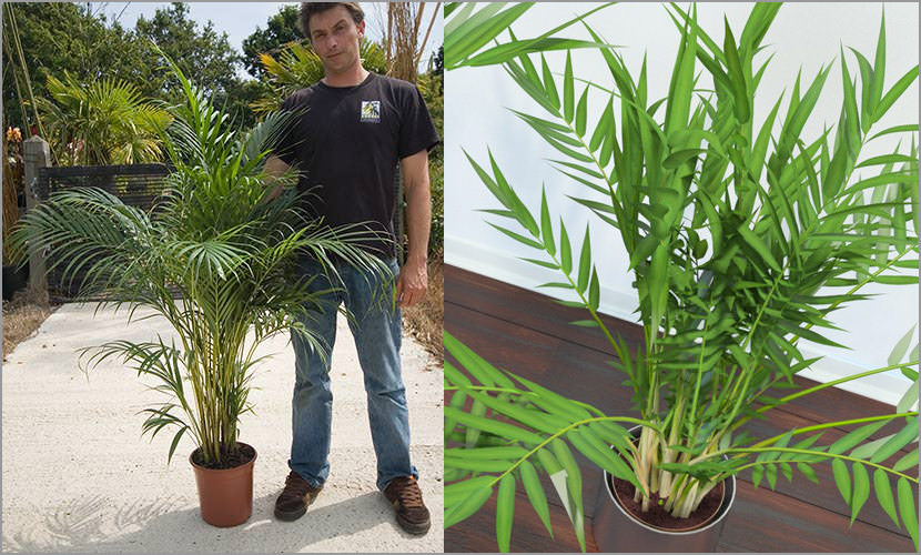 Dypsis lutescens Plants That Purify Indoor Air Quality (Smokers)