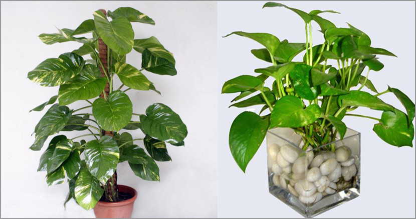 Epipremnum aureum Plants That Purify Indoor Air Quality (Smokers)