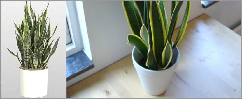 Sansevieria trifasciata Plants That Purify Indoor Air Quality (Smokers)