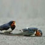 What is Love? A True Animal Love Story