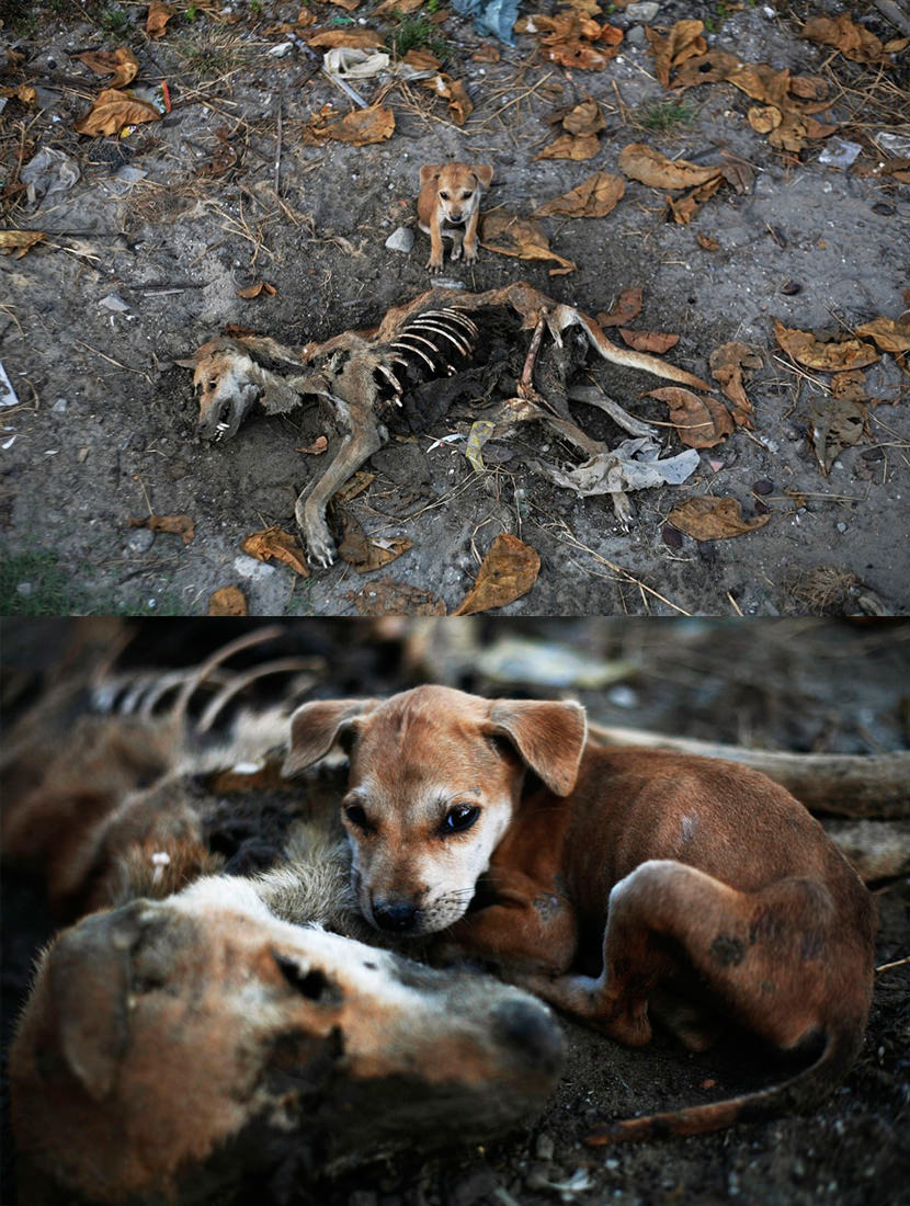 puppy dog mother love die death