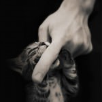 Cute Cat & Kitten Cover Photo for Facebook Timeline