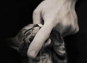 Cute Cat & Kitten Cover Photo for Facebook Timeline