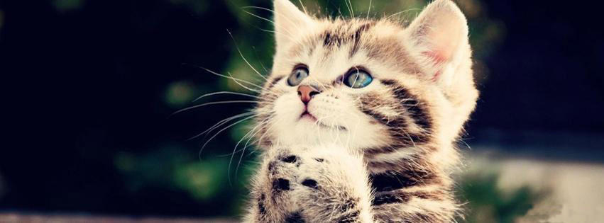 kitten begging facebook cover