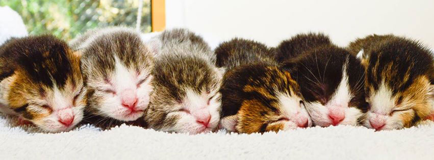 100 Cat & Kitten Facebook Timeline Cover Photo