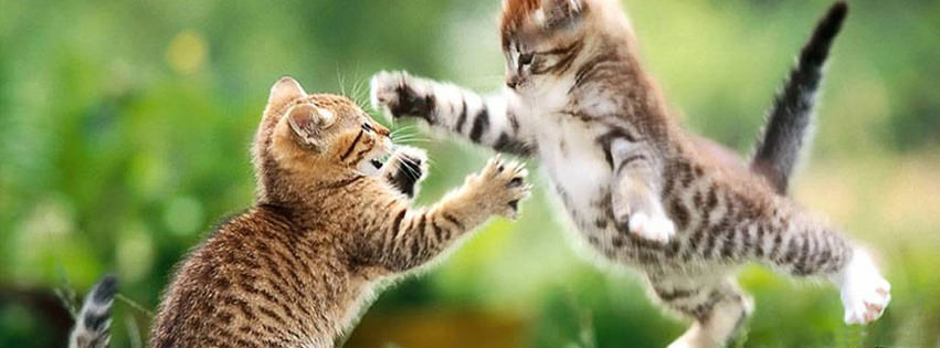 jumping cats facebook cover