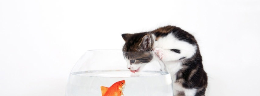 kitten vs fish facebook timeline cover