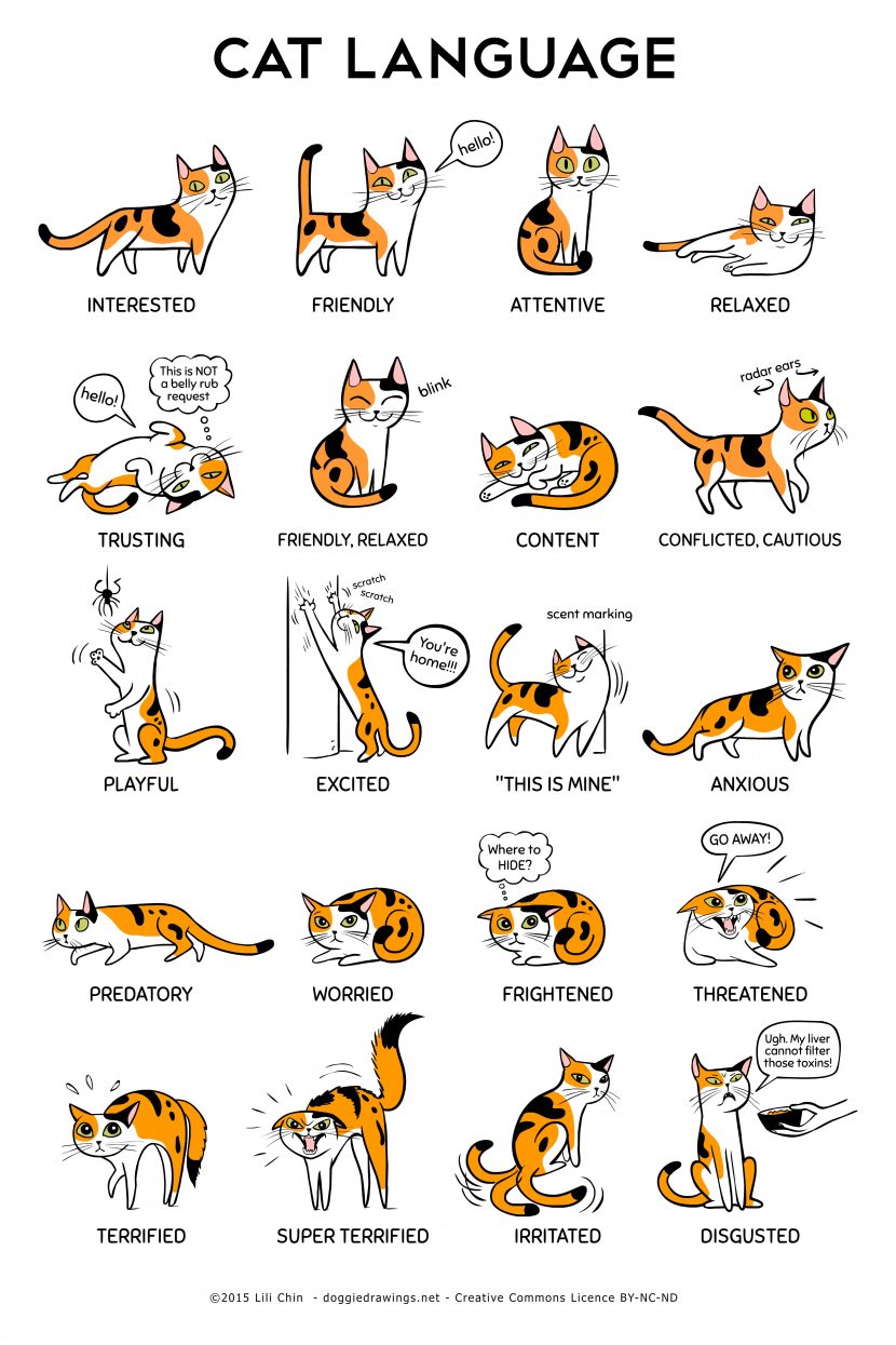 Understanding the Cats Body Language