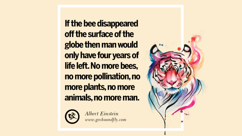 If the bees disappeared off the surface of the globe then man would only have four years of life left. No more bees, no more pollination, no more plants, no more animals, no more man.