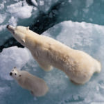 Global Warming Quotes About Carbon Dioxide, Greenhouse Gases, And Emissions