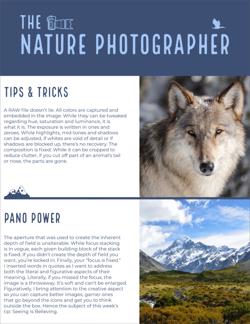 nature photography Screenshot of free printable newsletter template for school and communities